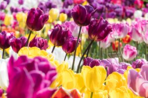 Hoe voorkom je dat tulpen in een vaas snel verwelken bij warm weer