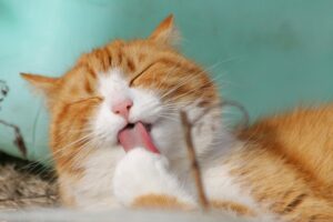 Beste huisdierenverzekering voor katten in Nederland