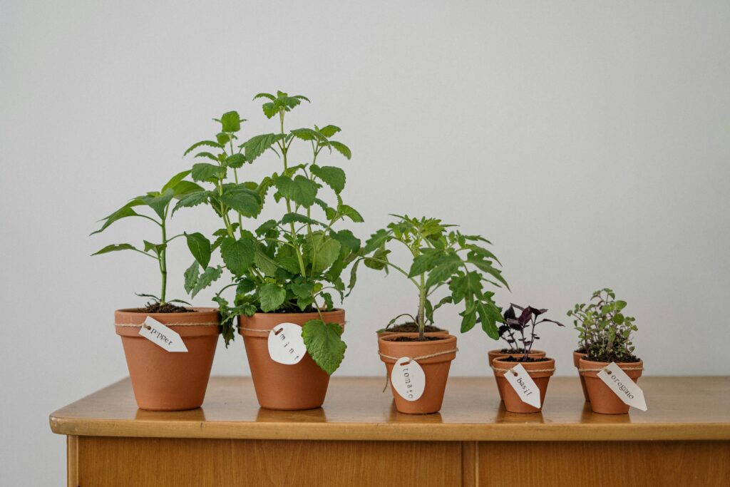 Welke planten zijn veilig voor katten in huis?
