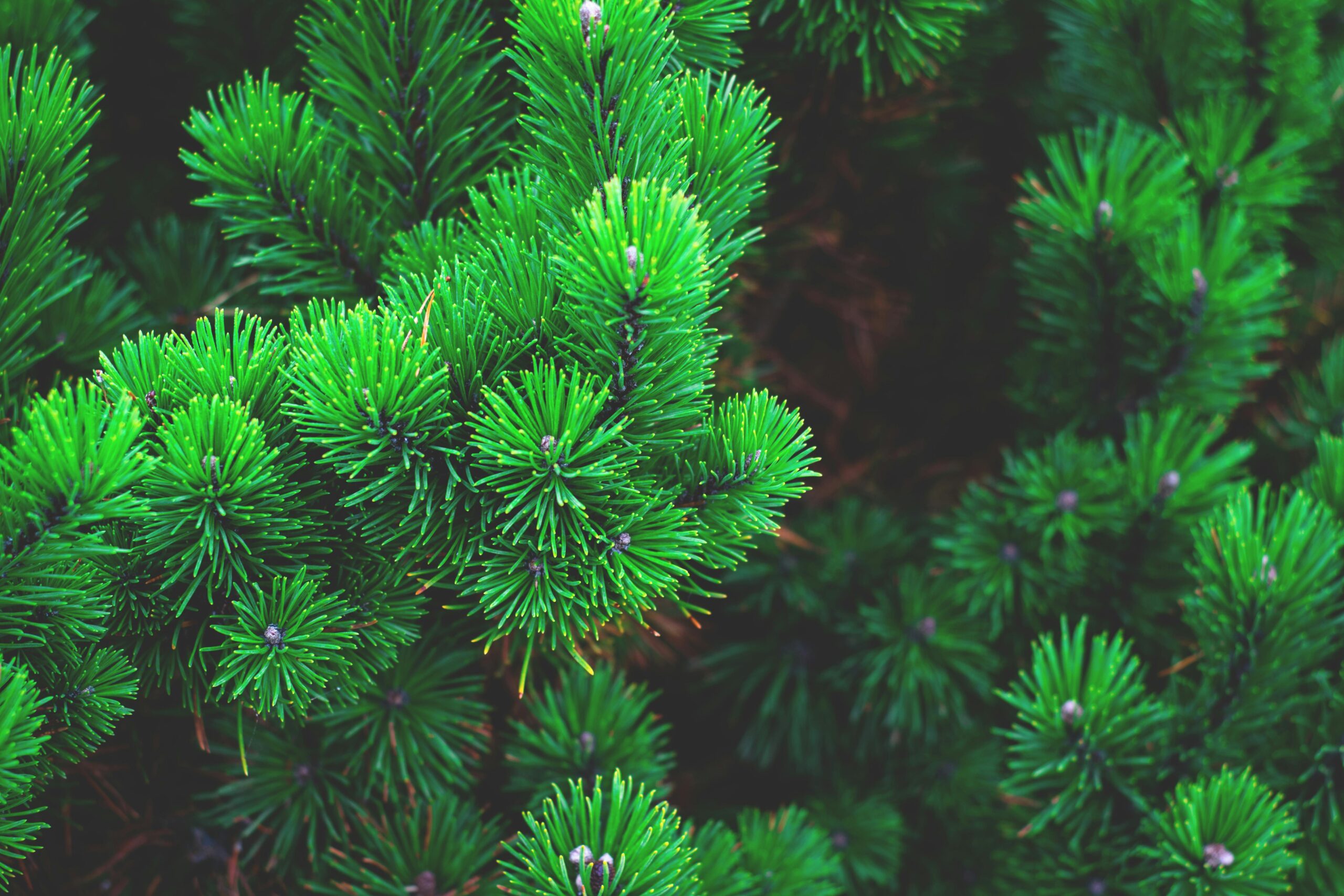 Welke tuinplanten zijn wintergroen?
